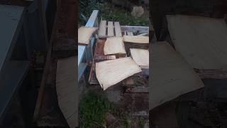 Mini Spalted Sycamore Slabs sawmill logosol burrenwoodworking slabs minislabs woodworking [upl. by Nomis]