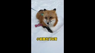 下雪天小狐狸怎么能错过呢，当然是要出门玩雪啦，要是胆子大些该多好 [upl. by Ramled]