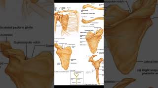 Pectoral Girdle Anatomy 🔥🔥 [upl. by Stace]