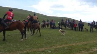 Kyrgyz horse wrestling Er Enish Эр эңиш at Song Kul Lake Kyrgyzstan [upl. by Leerzej]