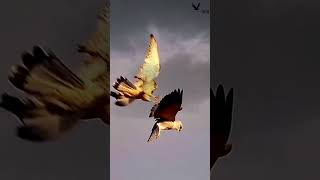 Falcon attack  Short video  Falconlover5 [upl. by Finer]