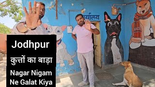 Kaalu Or Roxi Jodhpur Bhadhwasiya Guljar Nagar jodhpur jodhpurnews Dog Ke Sath Galat Hua [upl. by Yelrahs]