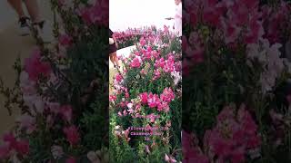 Hong Kong Flower Show 2023viralvideo ytshorts [upl. by Flore]