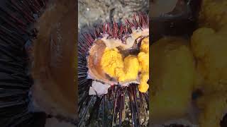 Longspined Sea Urchin nature ocean beautiful newzealand nz kina seaurchin seafood seaf [upl. by Maffei]