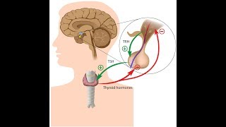 HypothalamusPituitaryThyroid Axis Pathophysiology [upl. by Pollie]