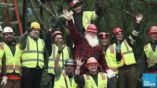 Stimson Lumber Christmas Tree Arrival 2023 at Pioneer Courthouse Square in Portland OR [upl. by Ralfston607]