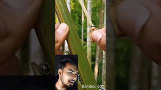 Bamboo shorts video shorts edit facts bamboo challenge diy viralshort viralvideo [upl. by Arykahs]