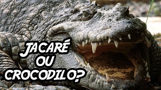 7 Fatos que você não sabiasobre os Crocodilos [upl. by Ternan]