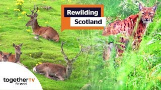 Rewilding Scotland  Full Documentary [upl. by Attalanta]