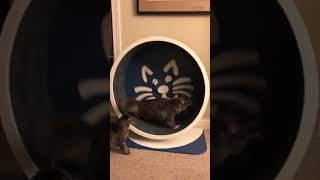 ThreeLegged Cat Runs Inside Exercise Wheel  1033024 [upl. by Dahcir469]