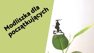 Modliszka dla początkujących Phyllocrania Paradoxa MODLISZKA LIŚCIOGŁOWA  Feeding Edukarrium [upl. by Renny]