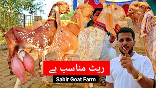 7 tarikh 2025 new film 2024 Sabir goat farm kya rate hai Makkhi Chini ka Peer ke din ki Bakra Mandi [upl. by Tien18]