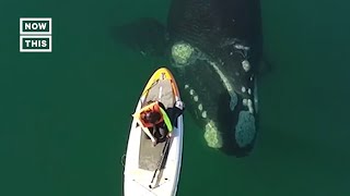 Paddleboarder Encounters Whales in Argentina [upl. by Garey627]