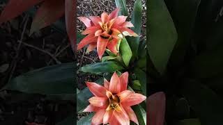 Guzmania uma epífita para ser cultivada a meia sombra bromélias shorts [upl. by Naellij]