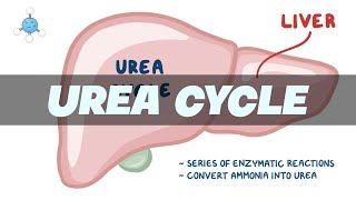 UREA CYCLE Simplified  Biochemistry [upl. by Butterworth517]