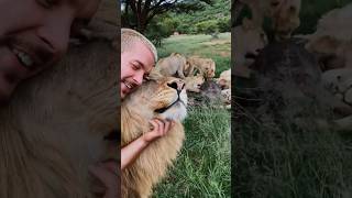 The King wants to eat🦁👑 lion wildlife deanschneider [upl. by Asi]