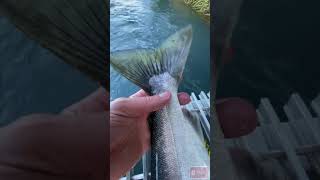 Alaska fishing for Wild Humpy salmon alaskafishing outdoors salmon [upl. by Milka]