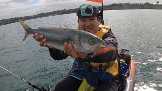 Softbaiting for Snapper amp Kahawai on the Kayak  NZ Fishing [upl. by Eilyak]