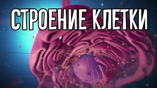 Структура животной и растительной клетки [upl. by Petit]