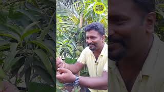 மாடியில் மாங்காய் காடு  Mango tree forest at terrace garden  Organic fruits from terrace garden [upl. by Violetta]