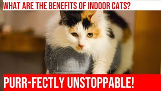 The Pros amp Cons of Indoor amp Outdoor Cats [upl. by Gladdy]