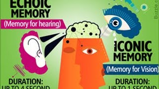 Understanding the Difference Between Iconic and Echoic Memory [upl. by Jarrid512]