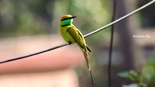 Bee eater in our colony anushaktinagar [upl. by Bruno616]