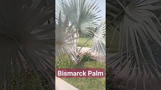 Bismarckia nobilis Bismarck Palm بسمارک پام [upl. by Atinor]