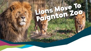 African Lions Arrive At Paignton Zoo [upl. by Voe]