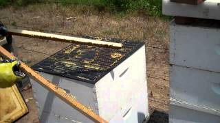 How Propolis is harvested Bee Propolis or Honeybee Propolis by beekeeper Tim Durham Sr WallsBeeMan [upl. by Harve]