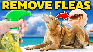 FleaFree Forever Ultimate Guide for Protecting Your Pets and Home [upl. by Abbotsen795]