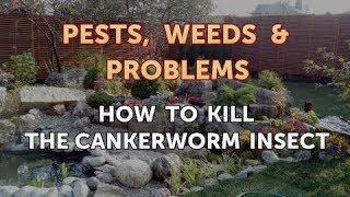 How to Kill the Cankerworm Insect [upl. by Yrallam]