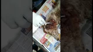 Removing maggots from a maggot wound on the dogs ear  Fionas rescue [upl. by Nanete]