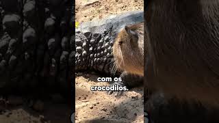 Por Que Os Crocodilos Nao Atacam As Capivaras [upl. by Lleryt]