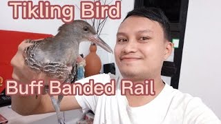 Tikling Bird Buff Banded Rail [upl. by Anahgem]