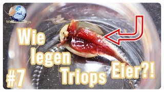 Beachte diese Dinge bevor deine Triops Eier legen  Triops Spektrum [upl. by Calvert]