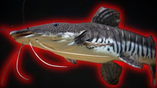 Clever Catfish Escapes the Frying Pan fishing fishinglife fishingstory [upl. by Chapel]