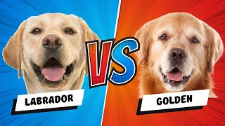 Labrador Retriever vs Golden Retriever  Which is Better Dog vs Dog [upl. by Yvaht523]