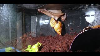 Giant Snail Falls off Roof TWICE and Survives [upl. by Daigle]