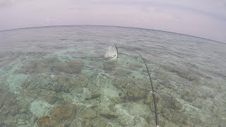 Fishing Session In The Maldives With Giant Needlefish Attack [upl. by Remot]