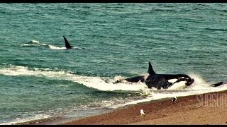 ORCAS ATACAN  CHUBUT Peninsula de Valdes Patagonia Argentina SubSur [upl. by Lorrac]