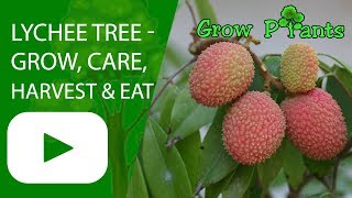 Lychee tree  grow care harvest amp eat a lot of fruits [upl. by Gayel]