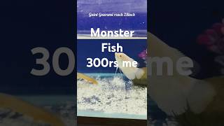 Monster Fishes 300me 🫣 😳shorts [upl. by Aneeroc]