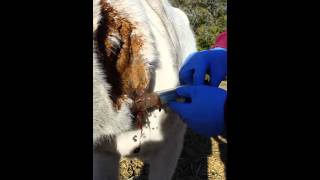 Horse Abscess Being Lanced [upl. by Olrak]