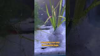 Ficha técnica de la Vallisneria Tiger 🐯 acuariofilia bettalovers peces aquascaping fish [upl. by Suckram417]