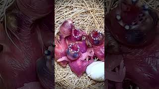 NOT AI Mutation gouldian finch chicks close up  baby bird bird birds [upl. by Anyer695]