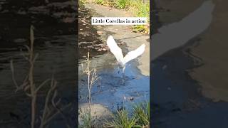 Little Corella in action Adorable white parrot 🦜 drinking water from canal [upl. by Havener353]