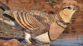 Ganga ibérica Pterocles alchata Pintailed Sandgrouse [upl. by Noli]