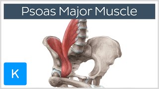 Psoas Major Muscle  Origins Innervation amp Action  Anatomy  Kenhub [upl. by Ayouqat]