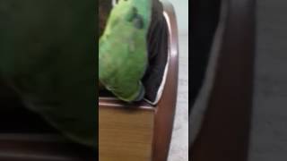 Plump headed parakeet talking in hindi [upl. by Audre]